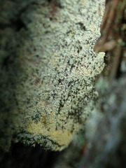 Chaenotheca ferruginea