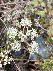 Anisotome aromatica