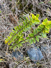 Veronica venustula