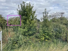 Buddleja davidii