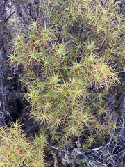 Dracophyllum recurvum