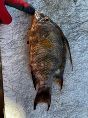 Lachnolaimus maximus