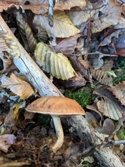 Paralepista flaccida