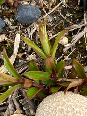 Gentianella bellidifolia