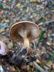 Paralepista flaccida