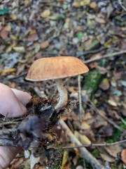 Paralepista flaccida