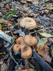 Paralepista flaccida