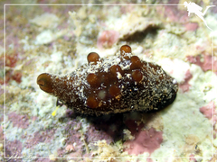 Coriocella nigra