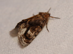Zalissa catocalina