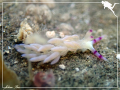 Pteraeolidia semperi