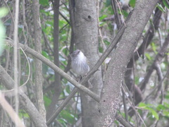 Hemitriccus margaritaceiventer