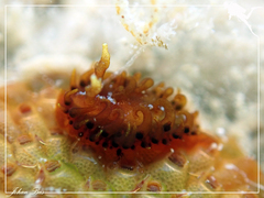 Madrella ferruginosa