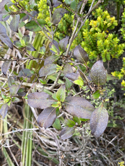 Coprosma robusta