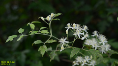 Clematis apiifolia