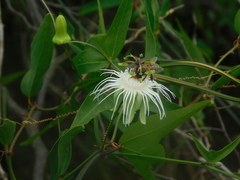 Passiflora misera