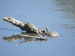 Trachemys hartwegi