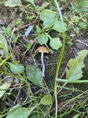 Psilocybe allenii