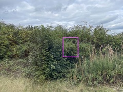 Buddleja davidii