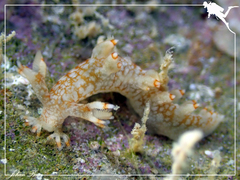 Bornella stellifera