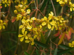 Heteropterys glabra