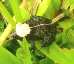 Pristimantis lutitus