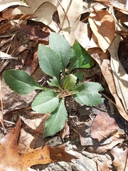 Micranthes virginiensis