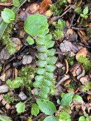 Blechnum penna-marina