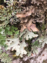 Lobariaceae
