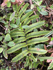 Blechnum procerum