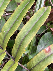 Blechnum procerum