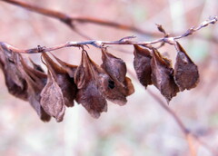 Fallopia scandens