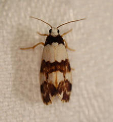 Philenora aspectalella
