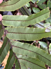 Blechnum procerum