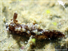 Goniodoris joubini