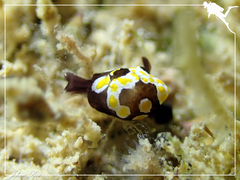 Colpodaspis thompsoni