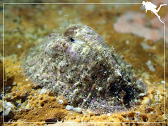 Dolabrifera dolabrifera