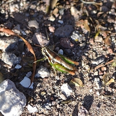 Phaedrotettix