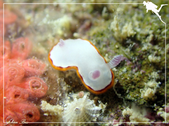 Goniobranchus rubrocornutus