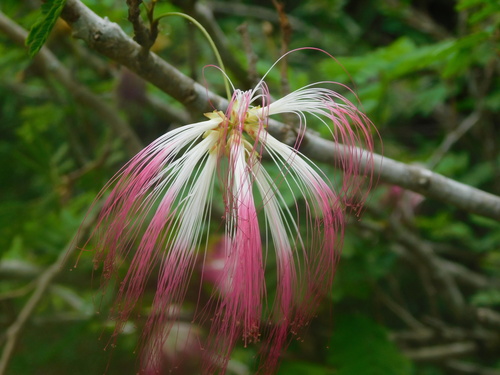 Image of Calliandra selloi by no rights reserved