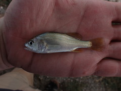 Bairdiella chrysoura