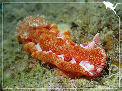 Hexabranchus sanguineus