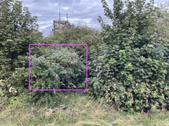 Buddleja davidii