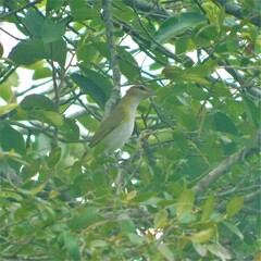 Vireo chivi