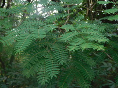 Albizia inundata