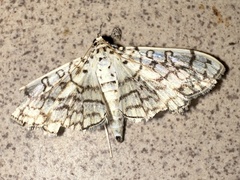 Haritalodes