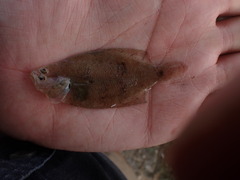 Citharichthys spilopterus