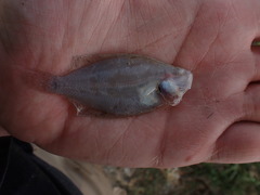 Citharichthys spilopterus