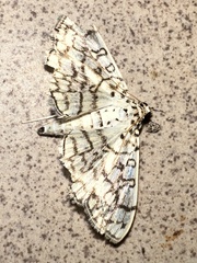 Haritalodes