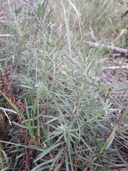 Baccharis coridifolia