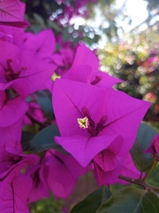 Bougainvillea